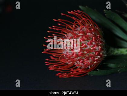 Primo piano di un fiore protea rosso brillante su sfondo scuro Foto Stock