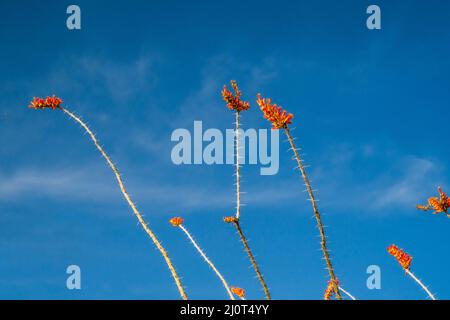 Un spinosa Ocotillo nasce nel Parco nazionale del Saguaro, Arizona Foto Stock