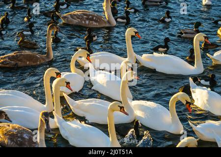 Stockholm lira Lake Swan County Foto Stock