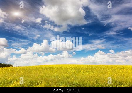 Fiori gialli di stupri e cielo blu con nuvole soffici. Ucraina, Europa. Mondo di bellezza. Foto Stock