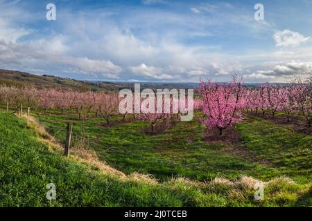 Les trois Villages - Champs de pommiers fleuris à l'approche du printemps Foto Stock