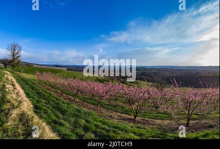 Les trois Villages - Champs de pommiers fleuris à l'approche du printemps Foto Stock