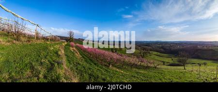 Les trois Villages - Champs de pommiers fleuris à l'approche du printemps Foto Stock