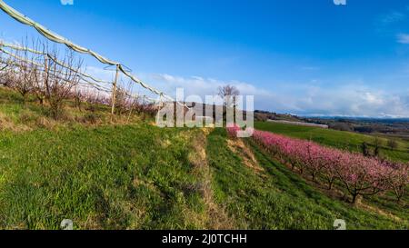 Les trois Villages - Champs de pommiers fleuris à l'approche du printemps Foto Stock