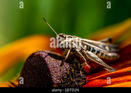 grasshopper che riposa sul fiore di rudbeckia in giardino Foto Stock