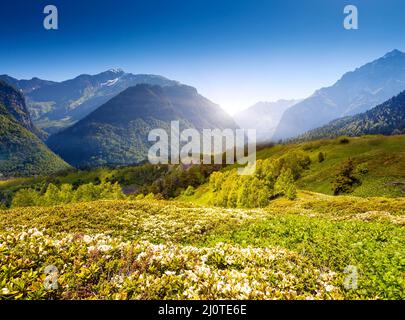Magici fiori di rododendro sui prati alpini. Upper Svaneti, Georgia, Europa. Montagne del Caucaso. Mondo di bellezza. Foto Stock
