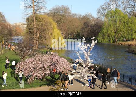 Bella fioritura in un fine settimana di marzo soleggiato a St James Park, nel centro di Londra, Regno Unito Foto Stock