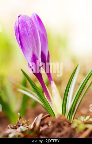 Bella primavera foresta fiori viola croci primo piano Foto Stock