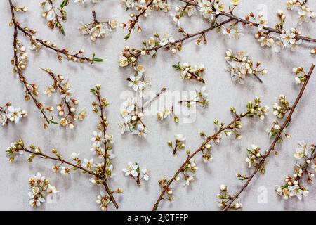 Fiori di rami di albero di frutta su sfondo grigio Foto Stock