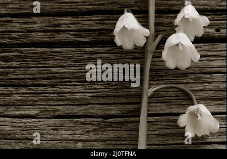 Giglio di fiore bianco della valle su sfondo di vecchi assi di fienile grigio nelle fessure da vicino. Con spazio per la pubblicazione di informazioni Foto Stock