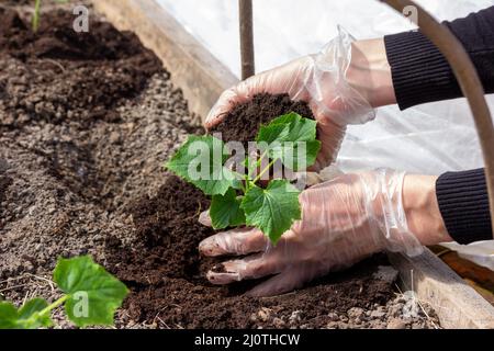 Le mani guantate delle donne piantano piantine di cetrioli nel terreno in una serra Foto Stock
