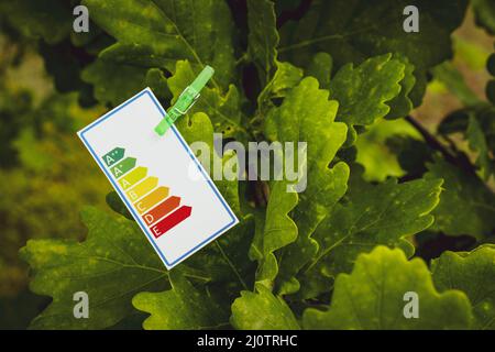 Grafico di valutazione dell'energia fissato su un albero Foto Stock