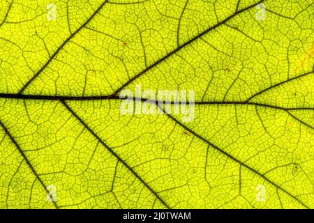 Texture foglia verde, primo piano Foto Stock