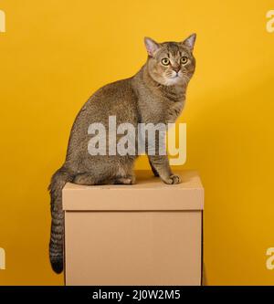 Gatto grigio adulto, corto-capelli scozzesi diritto-earred, siede su uno sfondo giallo. L'animale siede su una scatola di cartone marrone Foto Stock