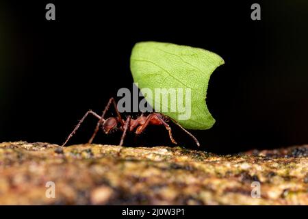 Leafcutter ant (atti cefalotes) Foto Stock