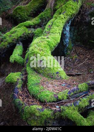 Forti radici verdi di un vecchio albero in una foresta che simboleggiano la forza e la resilienza Foto Stock