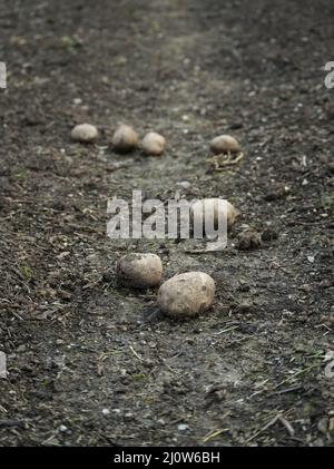 Patate appena raccolte giacenti sul terreno in una fattoria "no-dig"/"no-till" sostenuta dalla comunità agricola (CSA) in Cornovaglia, Regno Unito Foto Stock