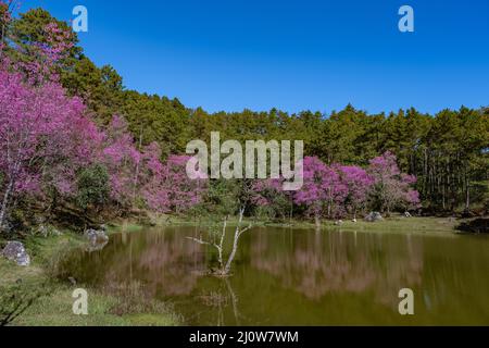 Fiore di ciliegio nel nord della Thailandia, il selvaggio Cherry himalayan Sakura Thai in piena fioritura al vivaio di orchidee Thai a Chiang mai pr Foto Stock