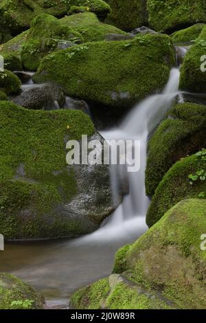 foresta profonda e cascata con muschio verde Foto Stock