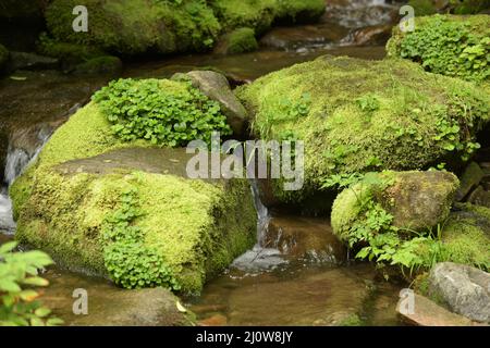 foresta profonda e cascata con muschio verde Foto Stock