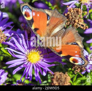 Farfalla di pavone seduta su fiore blu, in latino Inachis Io o Aglais Io Foto Stock