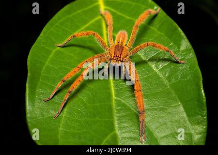 Ragno vagante (Cupiennius getazi, Ctenidae) Tortuguero, Costa Rica Foto Stock