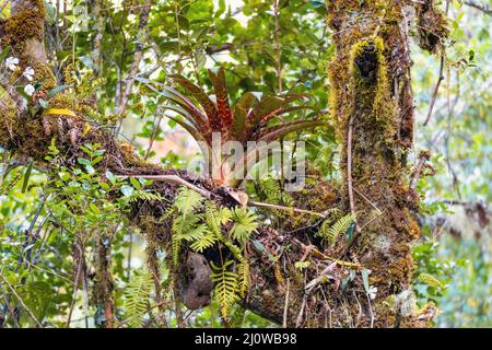 Bromeliad su un ramo di albero. San Gerardo, Costa Rica Foto Stock