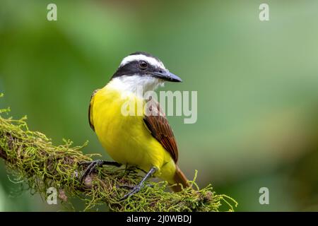 Grande kiskadee, Pitangus sulfuratus, la Fortuna Alajuela Costa Rica Foto Stock