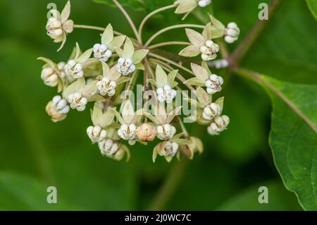 Gruppo di fiori di munghie di poke (Asclepias exaltata) nel Parco Nazionale di Shenandoah. Foto Stock