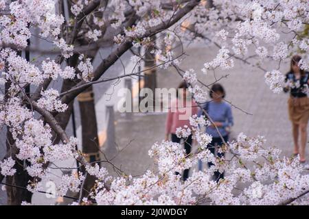 Roppongi 1-chome di ciliegio-fiancheggiato Foto Stock