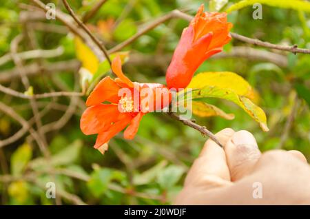 Fiore arancione di Pomegranate albero Foto Stock