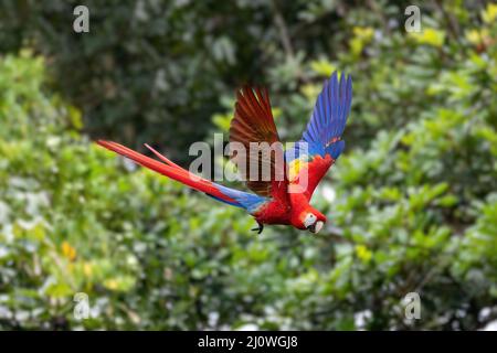 Scarlatto macaw (Ara macao), Quepos Costa Rica. Foto Stock