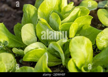 Foglie di lattuga biologica del bambino nella serra. Particolare di giovani pianta coltivati in casa con gelo su di loro in Foto Stock