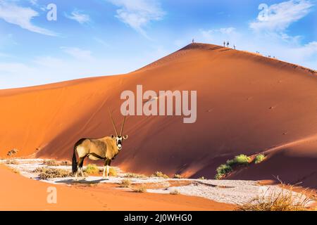 Il volto bianco-nero Antelope Oryx Foto Stock