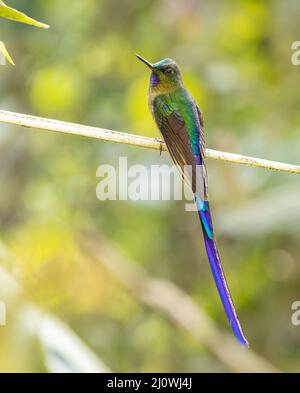 Sylph a coda di violetto in Ecuador Foto Stock