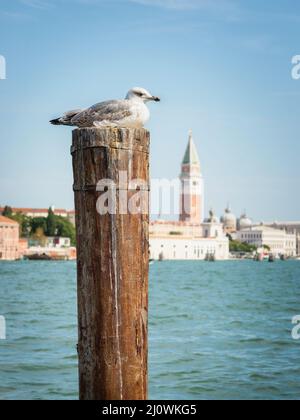 Un gabbiano di fronte alla laguna di Venezia con Piazza san Marco e il Palazzo Ducale sfuocato sullo sfondo Foto Stock