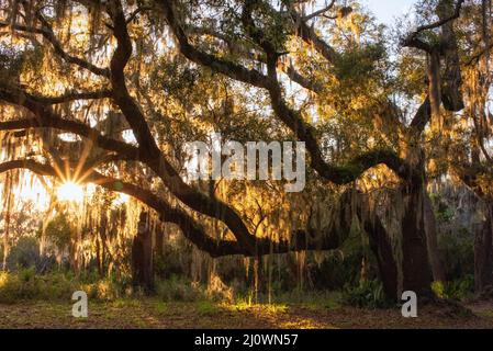 Il Moss spagnolo brilla attraverso le querce al tramonto nelle Isole del Mare. Foto Stock