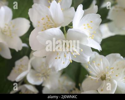 Bei delicati fiori bianchi su un ramo di gelsomino Foto Stock