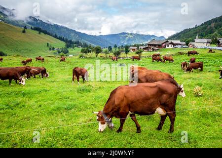 Mucche in un campo di montagna. La Clusaz, Francia Foto Stock