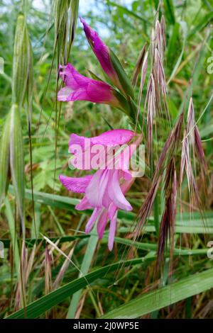 Il Gladiolus di mais (Gladiolus italicus) cresce selvaggio in toscana Foto Stock