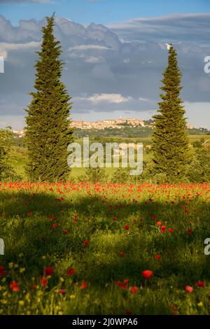 VAL D'ORCIA TOSCANA, ITALIA - MAGGIO 19 : campo di papavero in Toscana il 19 Maggio 2013 Foto Stock