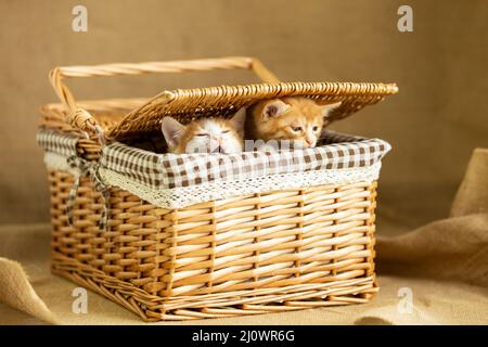 Due gattini hanno appena svegliato nel cestino - foto di scorta Foto Stock