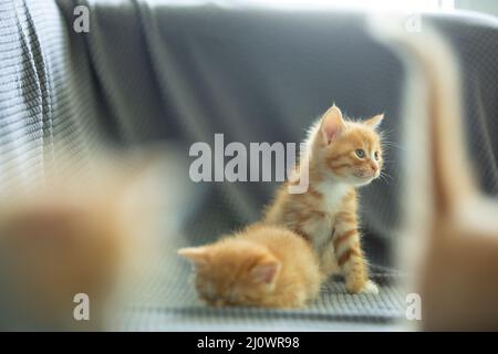 Primo piano di gattini - foto di scorta Foto Stock