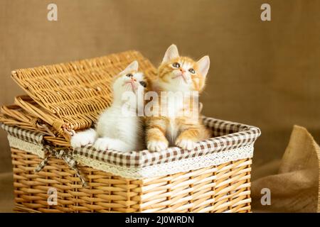 Due gattini che guardano in su nel cestino di rattan - foto di scorta Foto Stock