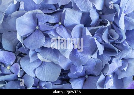 Bella hydrangea blu fiori primo piano, natura, sfondo floreale. Foto Stock