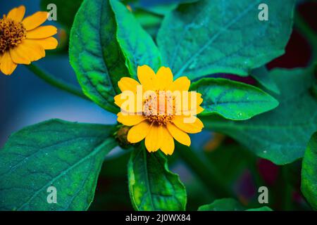 Un bel ritratto di burro Daisy (Melambodium Paludosum) fiore Foto Stock