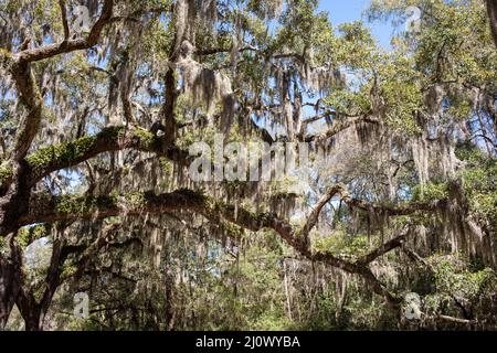 La Carolina del Sud è famosa per i suoi alberi di quercia drappeggiato di muschio spagnolo che sono onnipresenti nello stato. Foto Stock