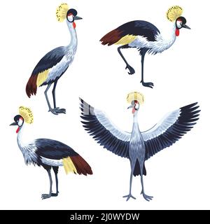 Set di gru coronata, uccelli in varie posizioni isolati su sfondo bianco. Illustrazione Vettoriale
