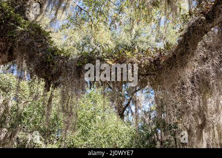 La Carolina del Sud è famosa per i suoi alberi di quercia drappeggiato di muschio spagnolo che sono onnipresenti nello stato. Foto Stock