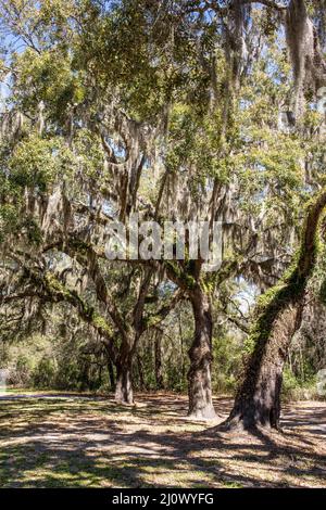 La Carolina del Sud è famosa per i suoi alberi di quercia drappeggiato di muschio spagnolo che sono onnipresenti nello stato. Foto Stock